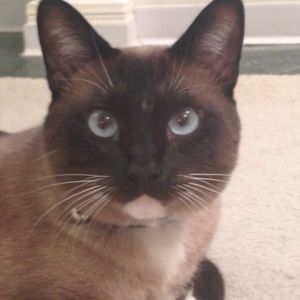 Meet your Posher, Darla